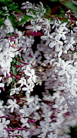 Absolu de jasmin
Fleur d’oranger
Gardénia
Notes boisées et ambrées