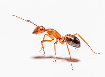 Get rid of ants