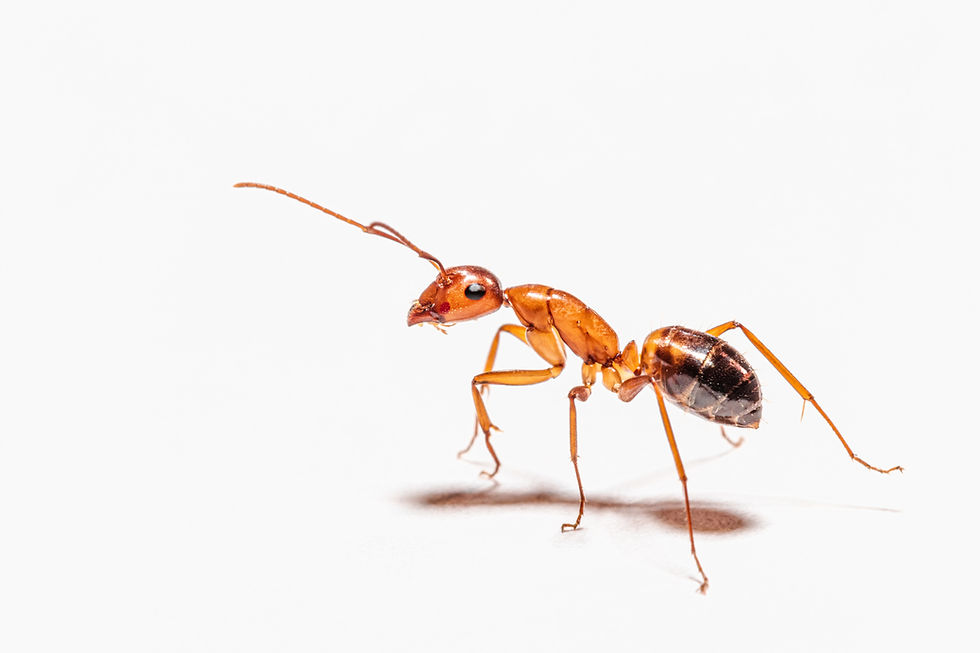 ant Image by Peter F. Wolf