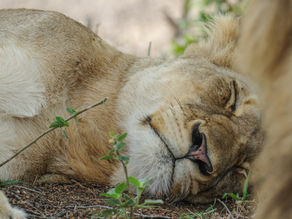 Best Times to Visit Both Tanzania and Zanzibar