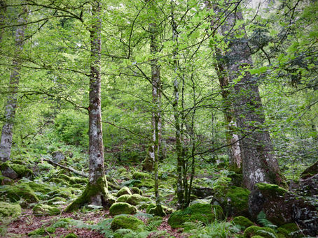 Healthy Woods App