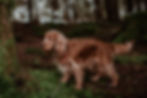 Raza de perro Cocker Spaniel