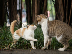 Pourquoi mon chat attaque soudainement l’autre ? Comprendre et apaiser un conflit entre chats