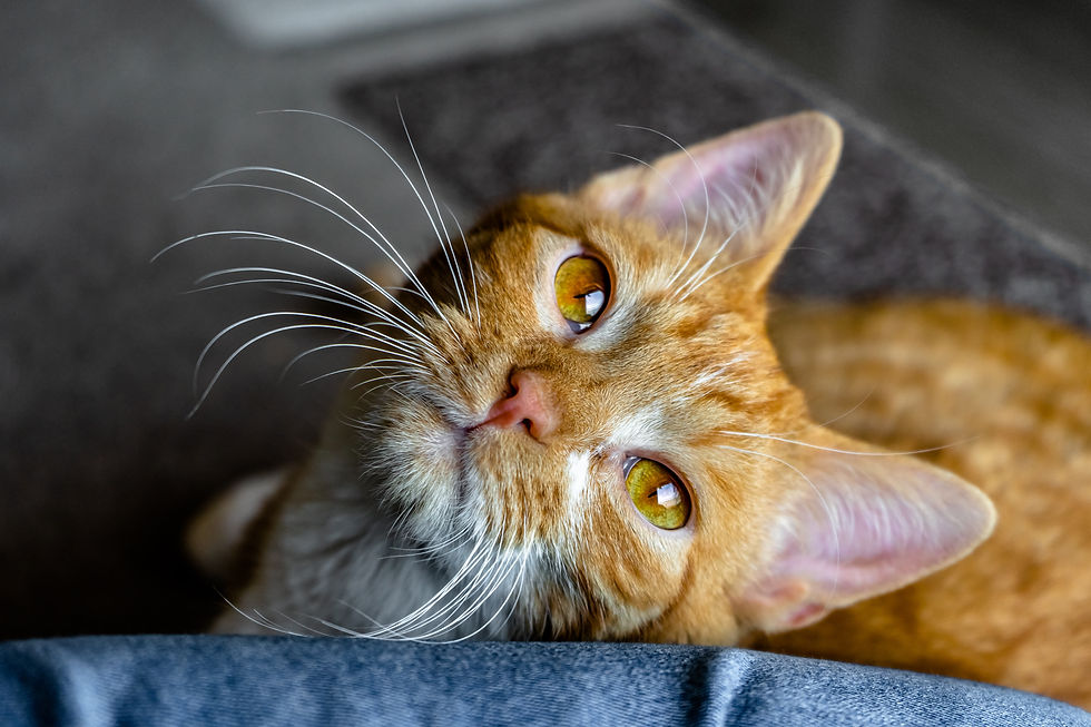 orange cat ready for his herbal supplements