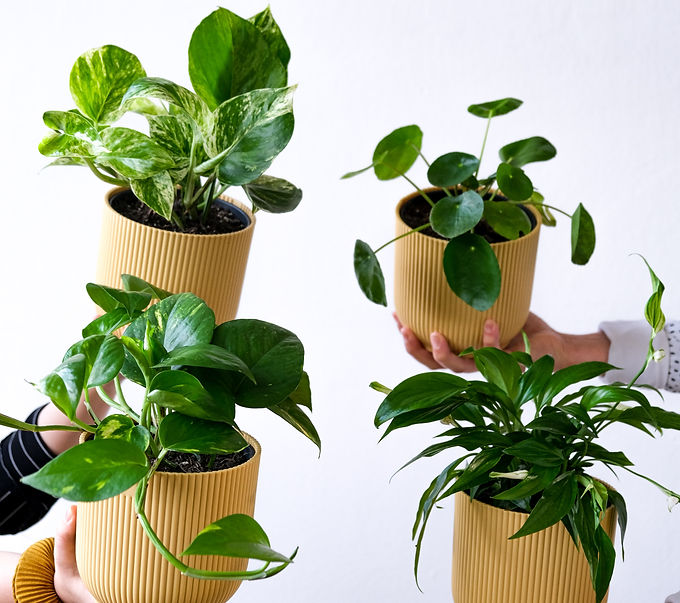 Image by Jonathan Velasquez