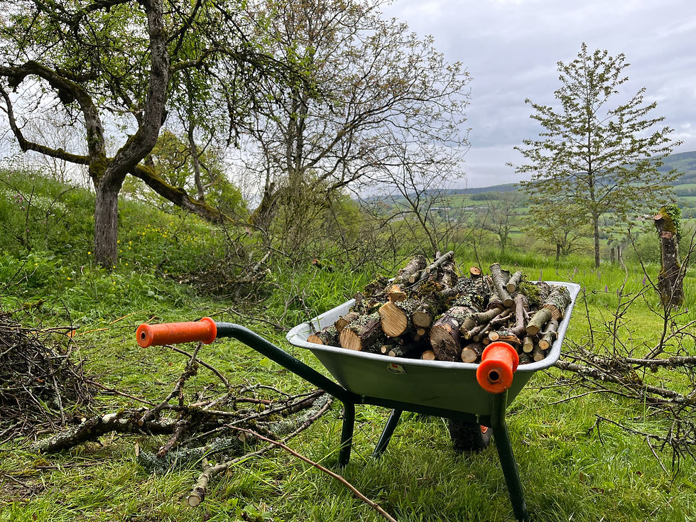 Wheelbarrow in a backyard garden