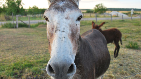 רש"י, ראש פרשני ההגשמה – חלק מד