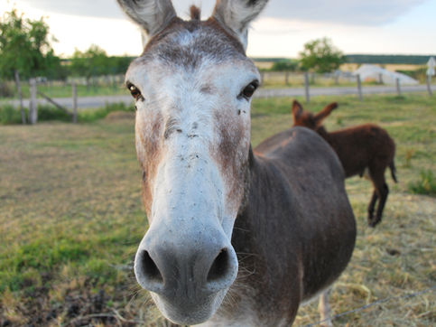 רש"י, ראש פרשני ההגשמה – חלק מד