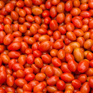 Massive harvest of fresh grape and cherry tomatoes - Israeli agricultural success and culinary history