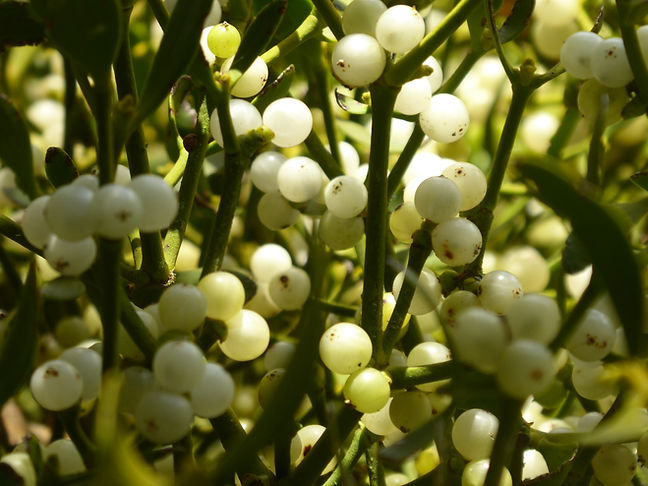 Mistletoe IV Therapy at Willow Naturopathic & IV Clinic in London, Ontario.
