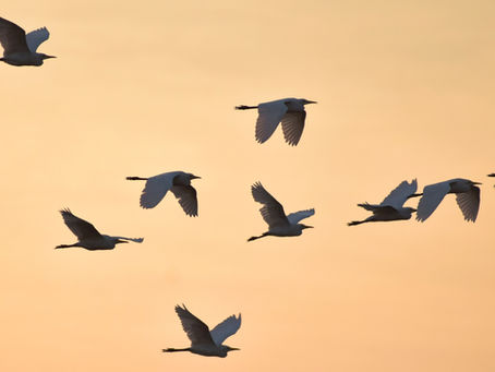 NATIONAL H5 AVIAN INFLUENZA CAMPAIGN LAUNCHED
