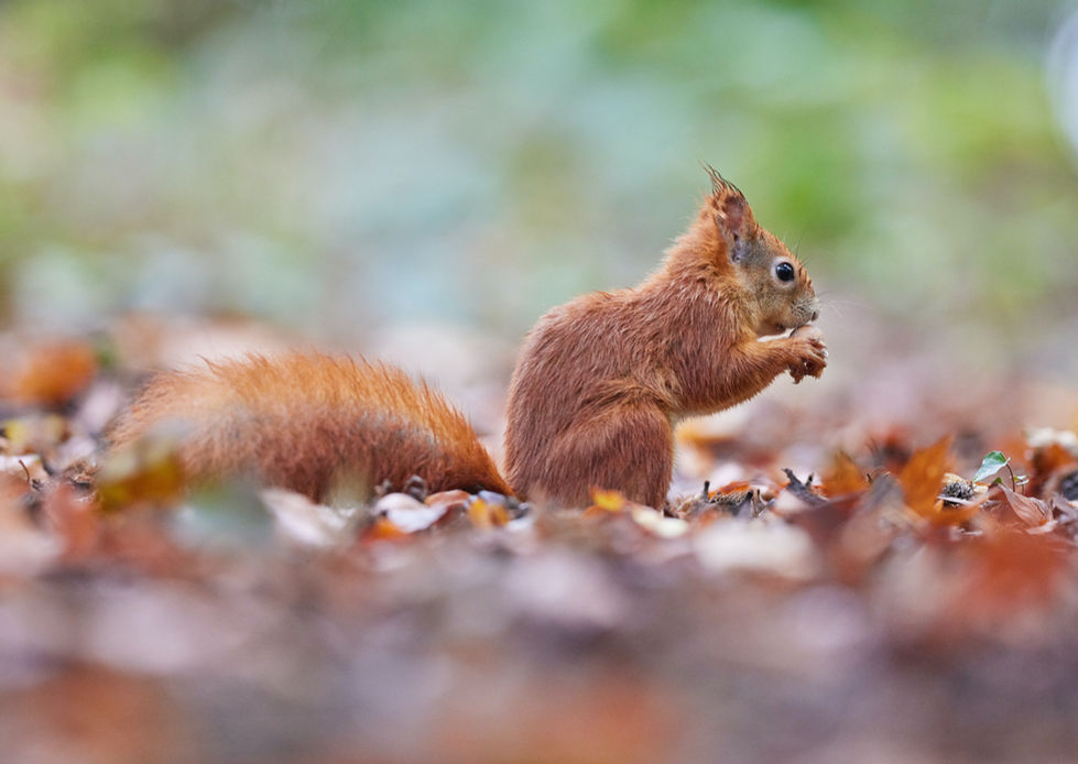 Image by Zdeněk Macháček