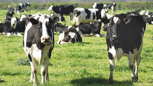 The Dairy Alliance names Farrah Newberry as new CEO