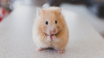 Mice Living in a Bookshop