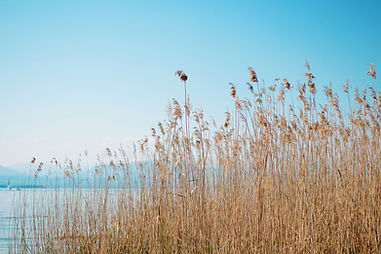 Image by Barby Dalbosco