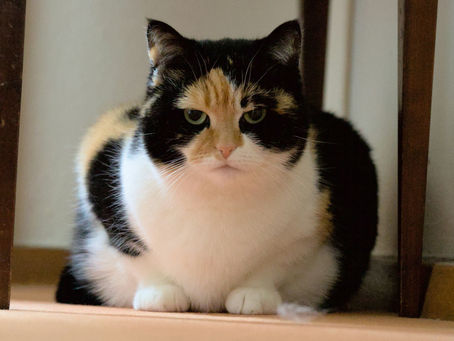 Show Your Pet Some Heart: Tips for Managing Obesity and Promoting Heart Health This Valentine’s Day