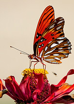 Image by Joshua J. Cotten