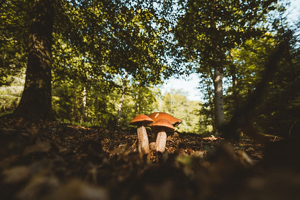 Image by Annie Spratt