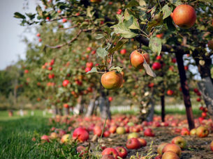 British Growers Predicting Exceptional Flavour From 2026 Harvest