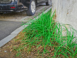 Apa itu Gulma? Pengertian, Jenis, dan Cara Mengendalikannya