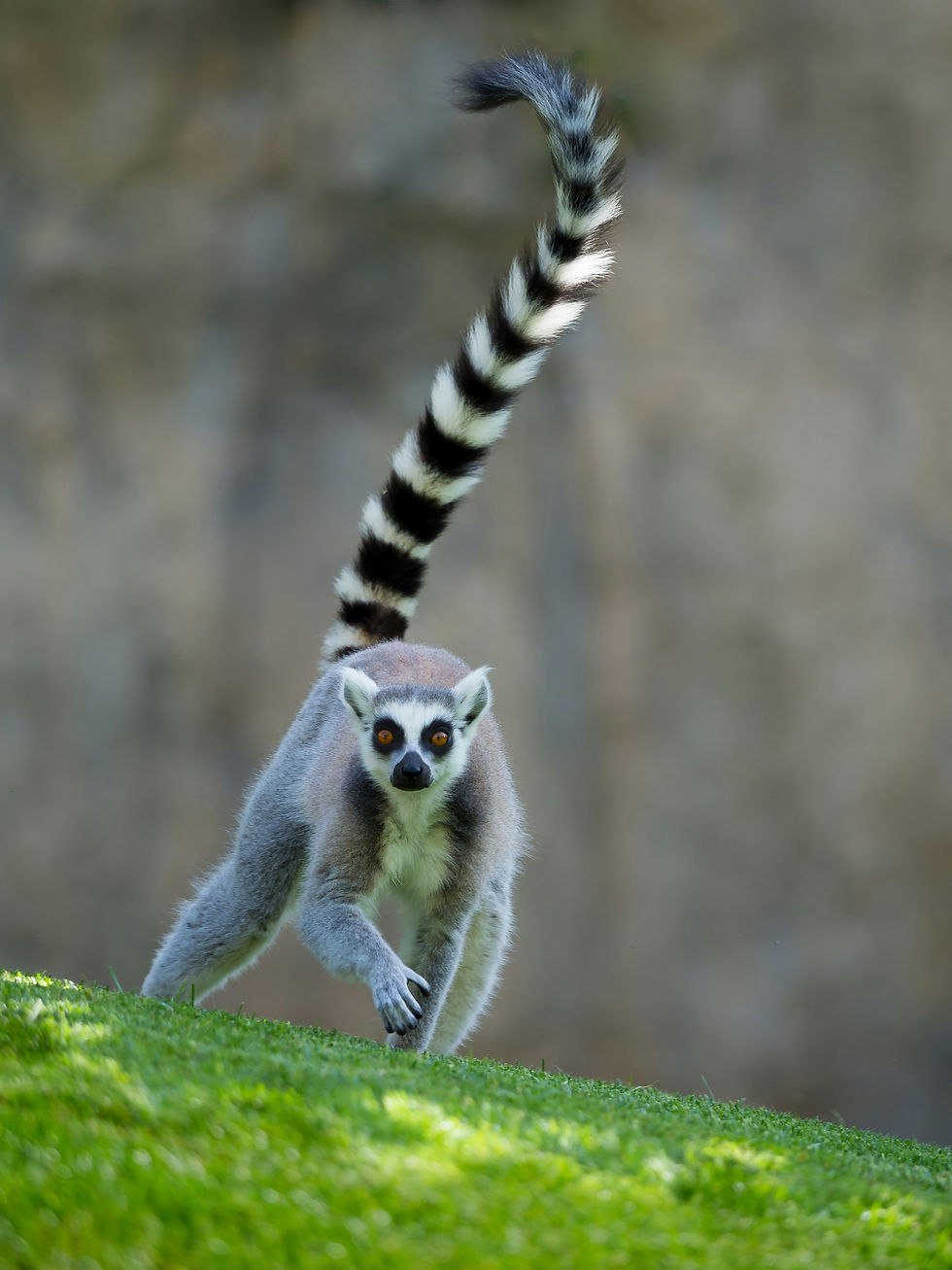Conquering childhood dyslexia requires innovative teaching methods – like studying lemurs and creating a rainforest.