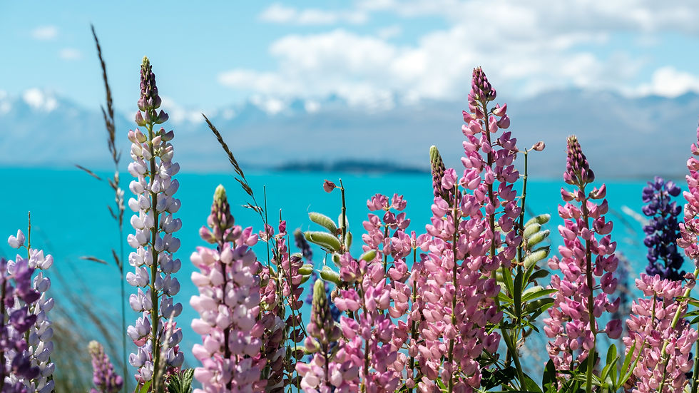 Lupins lake purple flowers mountains