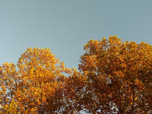 Golden leaves on the top of September trees
