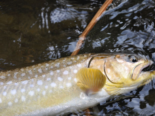 Latest Estimates From Spring Trout Surveys For The Upper Jefferson River Basin