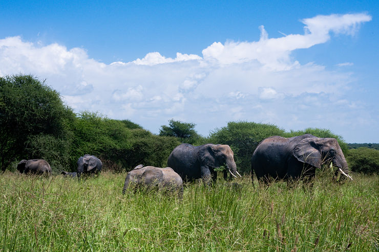 Elephants in the Savanna