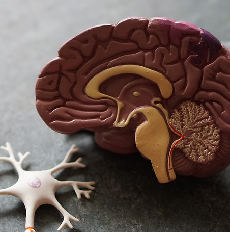 Brain