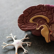 Brain model