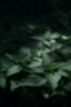 Nettle leaves