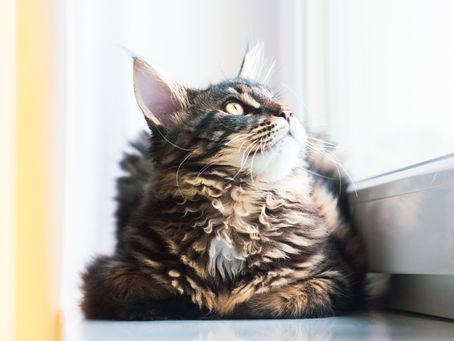 9 Ras Kucing Yang Bisa Akur Dengan Anjing Yang Tidak Banyak Diketahui!
