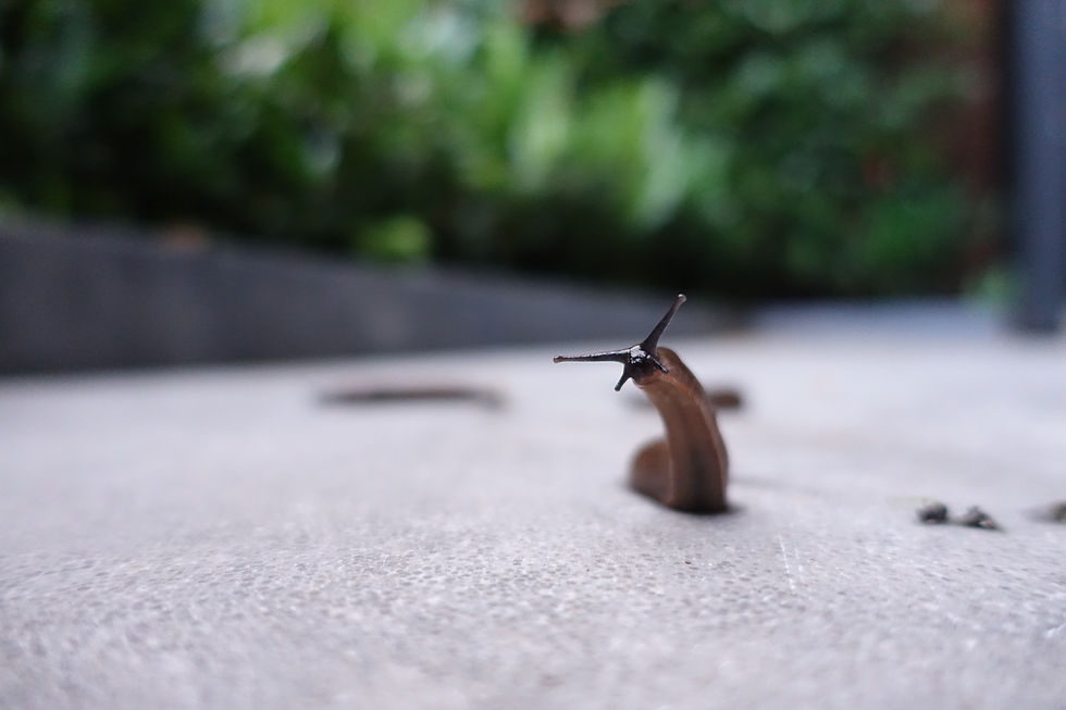 Schnecke auf Asphalt