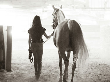 horse
