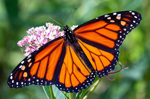 Monarch butterfly with wings spread
