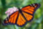 Living with Wildlife: Bugs (with WY State Parks)