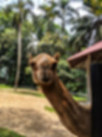 Curious camel peering over fence - decorative, background; Image by Sara Mogan