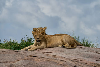 two days safari from zanzibar to tarangire national park and ngorongoro crater
