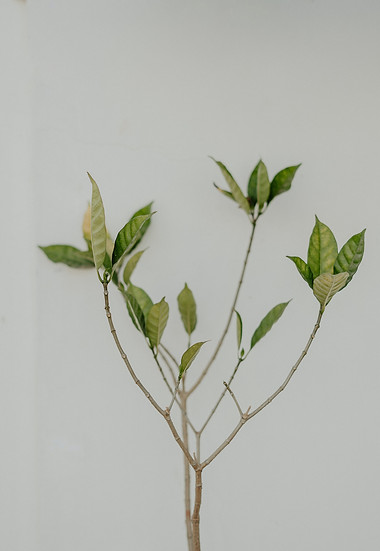 Image by Vidit Goswami