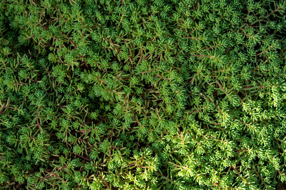 sedum close up