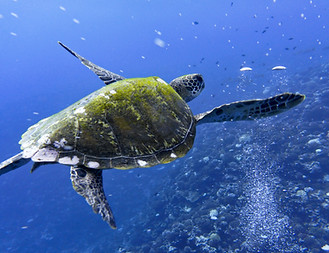 Image by Baptiste RIFFARD