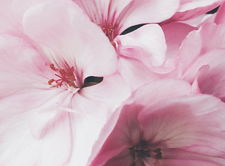 Image by Francesco Mazzoli