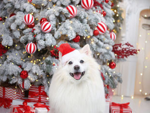 🎄 Holiday Safety Tips for Dogs and Cats