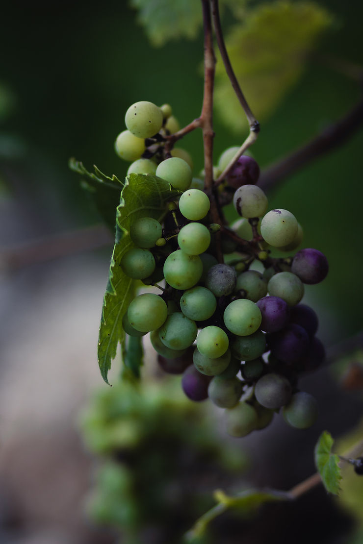 grapes ripen on the vine