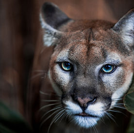 Cougar Calling