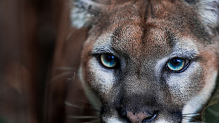 Cougar Calling