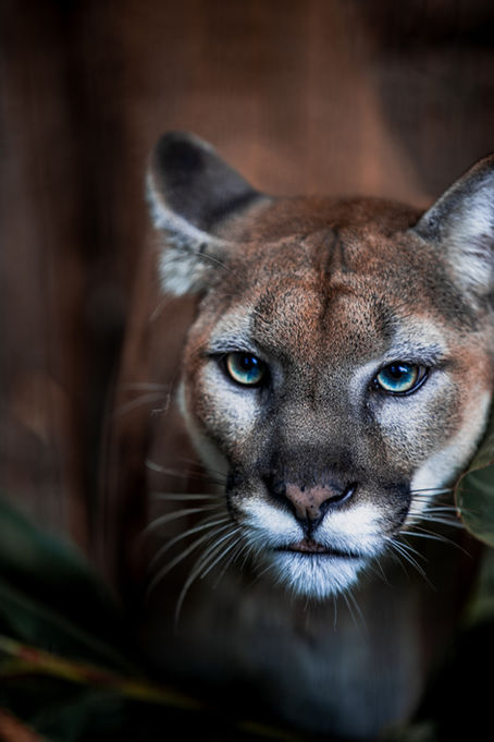 A Story I Loved: "Cougar" by Marie Anderson