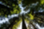 tree canopy