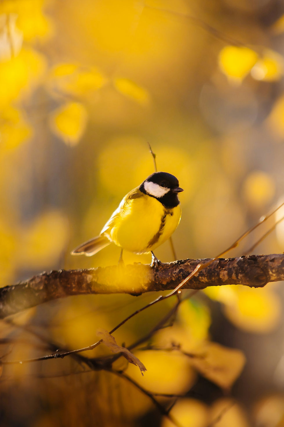 Bird Song and Wildlife Walk 